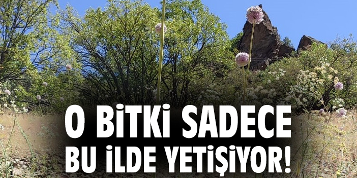 O bitki sadece bu ilde yetişiyor!