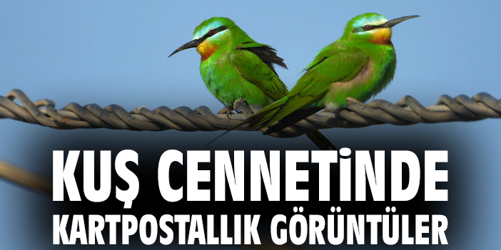 Kuş cennetinde kartpostallık görüntüler