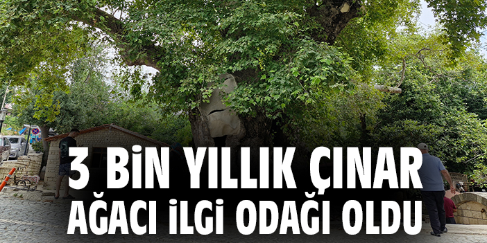 3 bin yıllık çınar ağacı ilgi odağı oldu
