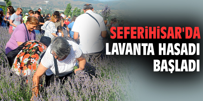 Seferihisar'da lavanta hasadı başladı