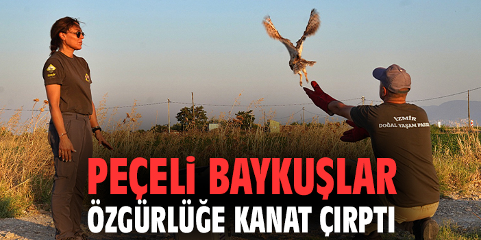 Peçeli baykuşlar özgürlüğe kanat çırptı