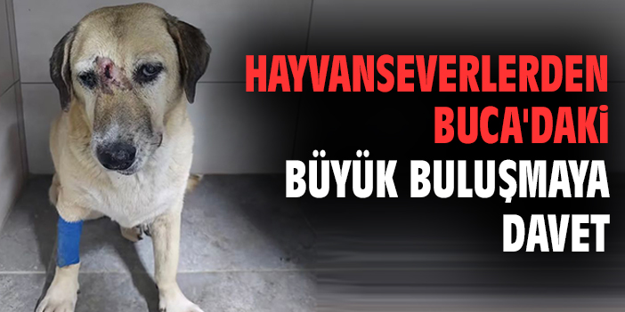 Hayvanseverlerden Buca'daki büyük buluşmaya davet
