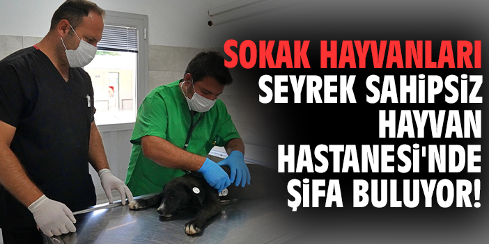 Sokak hayvanları Seyrek Sahipsiz Hayvan Hastanesi'nde şifa buluyor!