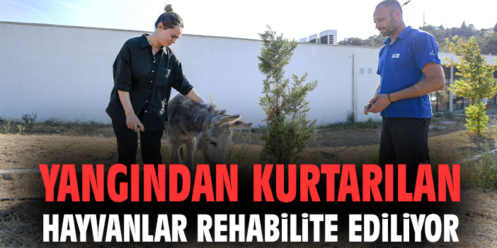 Yangından kurtarılan hayvanlar rehabilite ediliyor