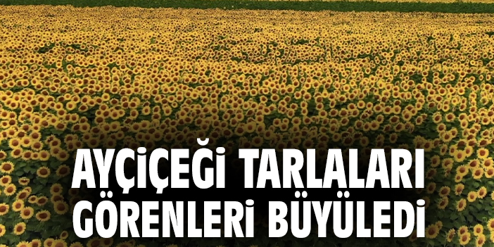 Ayçiçeği tarlaları görenleri büyüledi