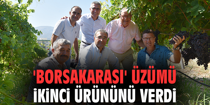'Borsakarası' üzümü ikinci ürününü verdi