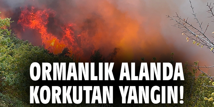 Ormanlık alanda korkutan yangın!