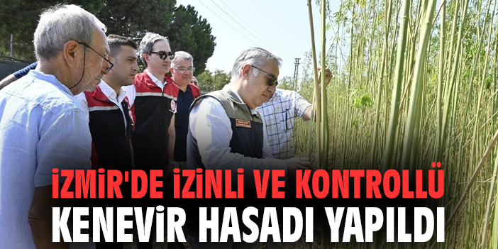İzmir'de izinli ve kontrollü kenevir hasadı yapıldı