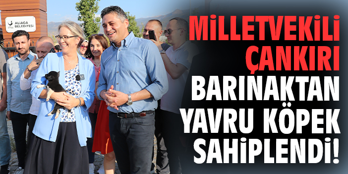Milletvekili Çankırı barınaktan yavru köpek sahiplendi!