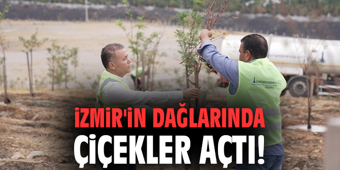 İzmir'in dağlarında çiçekler açtı!