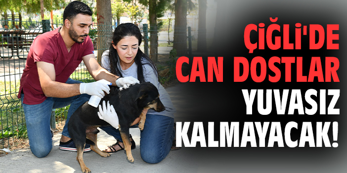 Çiğli'de can dostlar yuvasız kalmayacak!