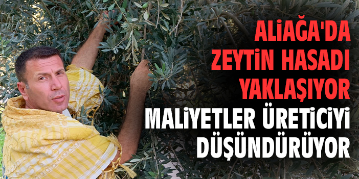 Aliağa'da zeytin hasadı yaklaşıyor maliyetler üreticiyi düşündürüyor