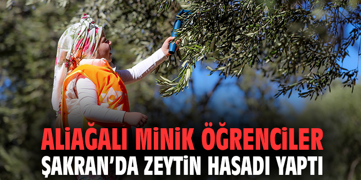 Aliağalı minik öğrenciler Şakran’da zeytin hasadı yaptı