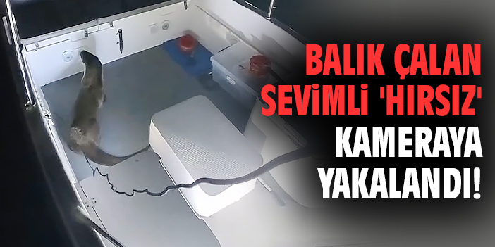 Balık çalan sevimli 'hırsız' kameraya yakalandı!
