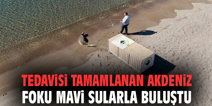Tedavisi tamamlanan Akdeniz foku mavi sularla buluştu