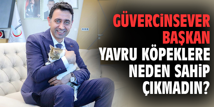 Güvercinsever Başkan yavru köpeklere neden sahip çıkmadın?