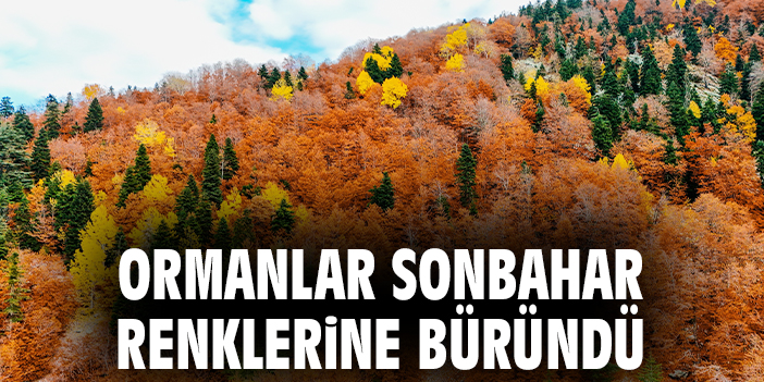 Ormanlar sonbahar renklerine büründü