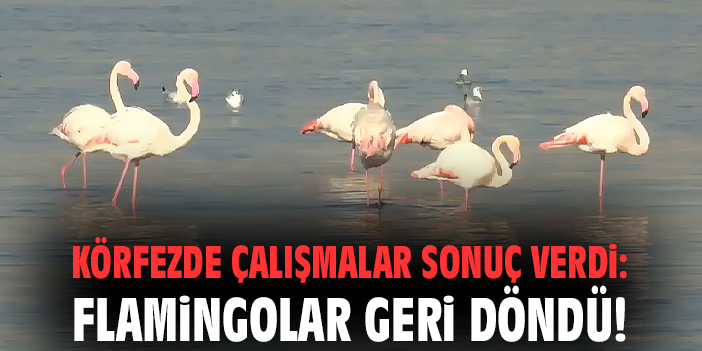 Körfezde çalışmalar sonuç verdi: Flamingolar geri döndü!