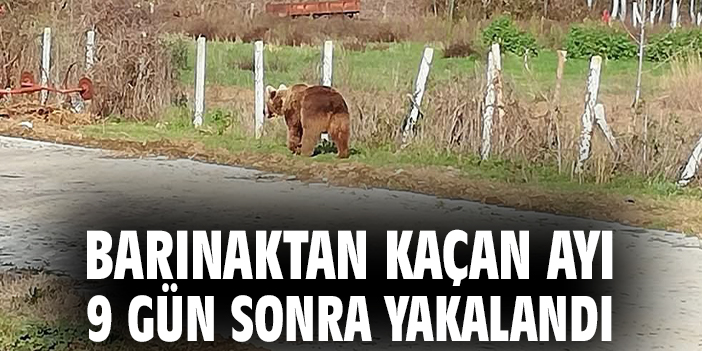 Barınaktan kaçan ayı 9 gün sonra yakalandı
