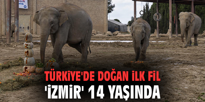 Türkiye'de doğan ilk fil 'İzmir' 14 yaşında!