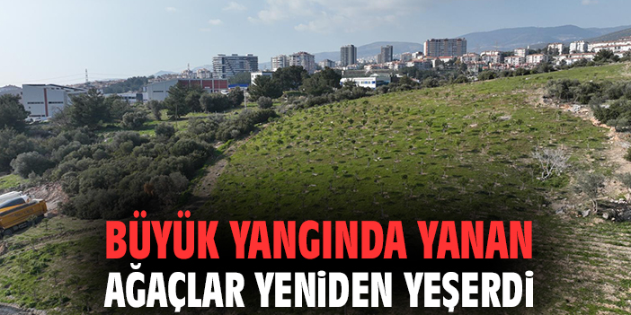 Büyük yangında yanan ağaçlar yeniden yeşerdi