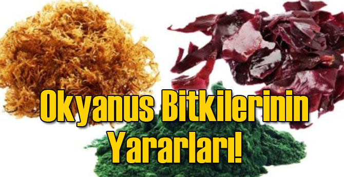 Okyanus Bitkilerinin Yararları!
