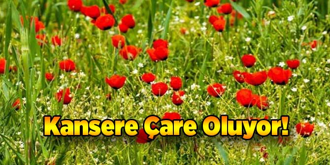 Kansere Çare Oluyor!