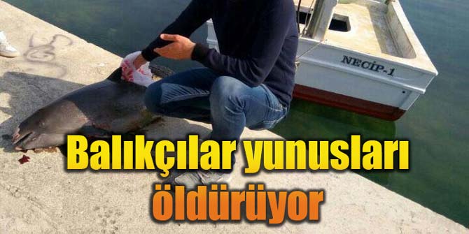 Balıkçılar yunusları öldürüyor