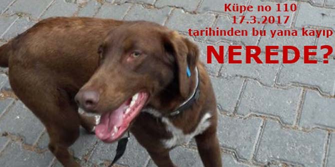 Dalyan'daki köpeklerin akıbetleri meçhul... NEREDELER?