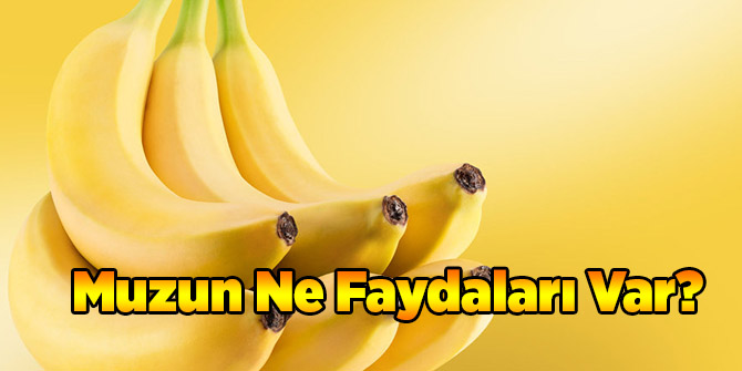 Muzun Ne Faydaları Var?