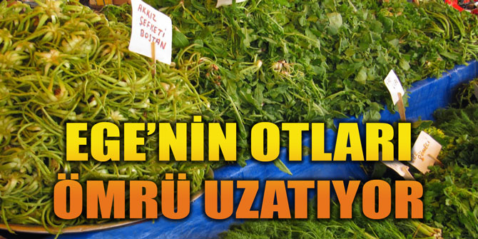 Ege’nin otları ömrü uzatıyor