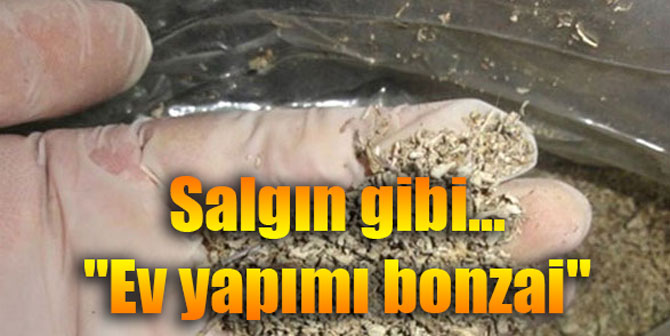 Salgın gibi... "Ev yapımı bonzai"