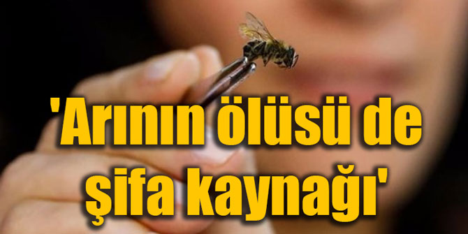 'Arının ölüsü de şifa kaynağı'