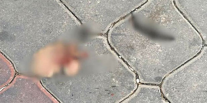 iZMiR'DEN VAHŞET HABERi... KEDiLERi PARÇALAYIP SOKAĞA ATTI