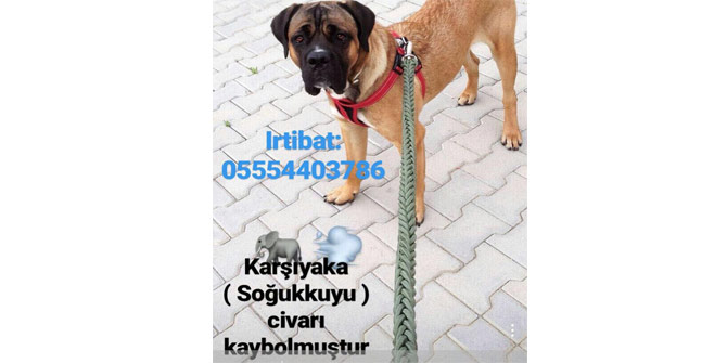 Lucas aranıyor