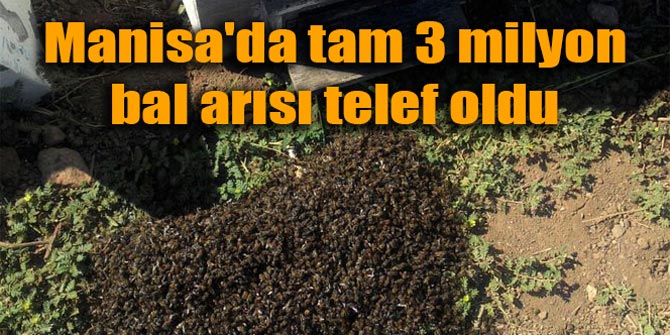 Manisa'da tam 3 milyon arı telef oldu