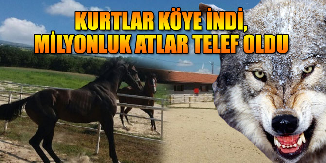 Kurtlar köye indi,milyonluk yarış atları telef oldu