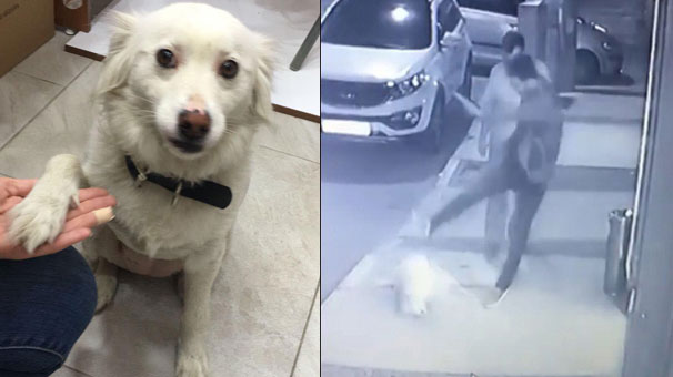 İzmir'de köpeğe tekme atan vicdansız serbest bırakıldı
