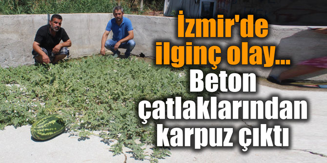İzmir'de ilginç olay... Beton çatlaklarından karpuz çıktı