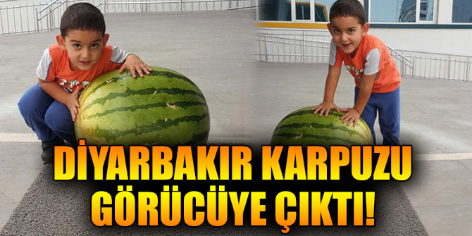 Diyarbakır Karpuzu Görücüye Çıktı!