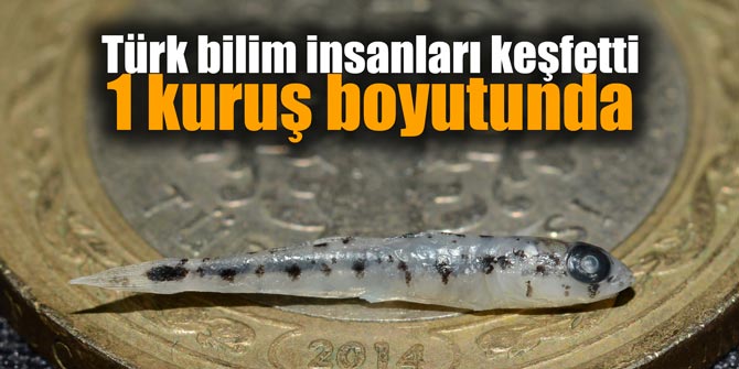 Türk bilim insanları keşfetti... 1 kuruş boyutunda
