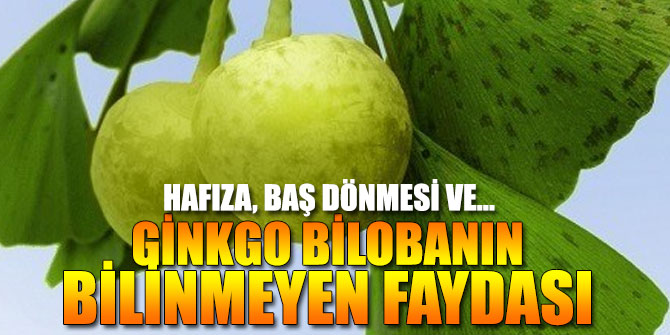 Ginkgo bilobanın bilinmeyen faydası