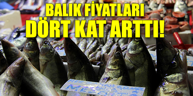 Balık fiyatları dört kat arttı!