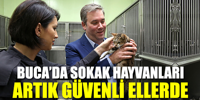 Buca’da sokak hayvanları artık güvenli ellerde