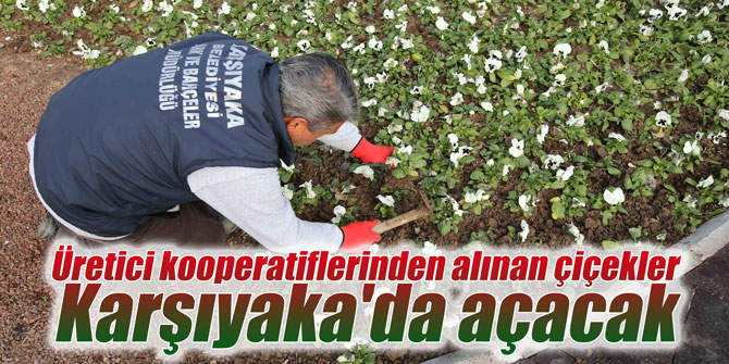 Üretici kooperatiflerinden alınan çiçekler Karşıyaka'da açacak