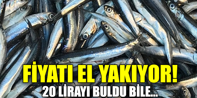 Fiyatı el yakıyor! 20 lirayı buldu bile...
