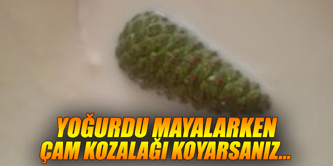 Yoğurdun içine çam kozalağı koyarsanız...