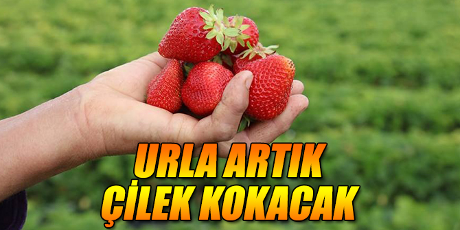 Urla artık çilek kokacak