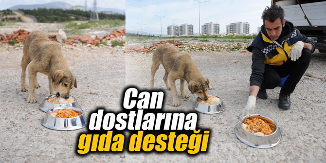 Buca Belediyesi'nden can dostlarına gıda desteği