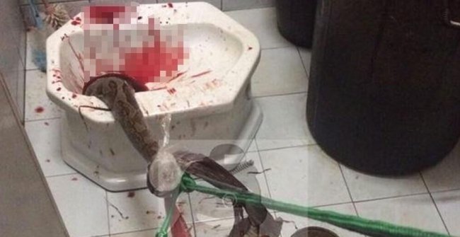 Korkunç olay! Piton talihsiz adamı tuvalette cinsel organından...